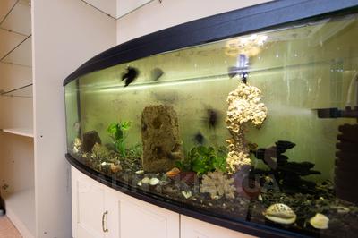 Сауна «Жара» відгуки, лазня/сауна Киев Дарницкий район бул. Дарницкий, 5, фото, адреса з картою проїзду.