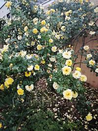 Банька Зевса на Отрадном відгуки, лазня/сауна Киев Соломенский район Отрадный проспект, ул. Бакунина 1, фото, адреса з картою проїзду.