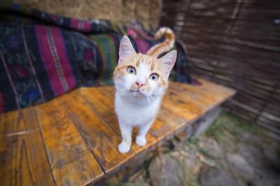Баня с Котом відгуки, лазня/сауна Киев Деснянский район село Троещина, ул. Справедливости, 19, фото, адреса з картою проїзду.